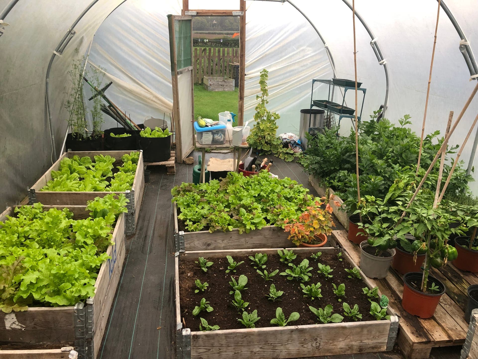 The kitchen garden in the polytunnel