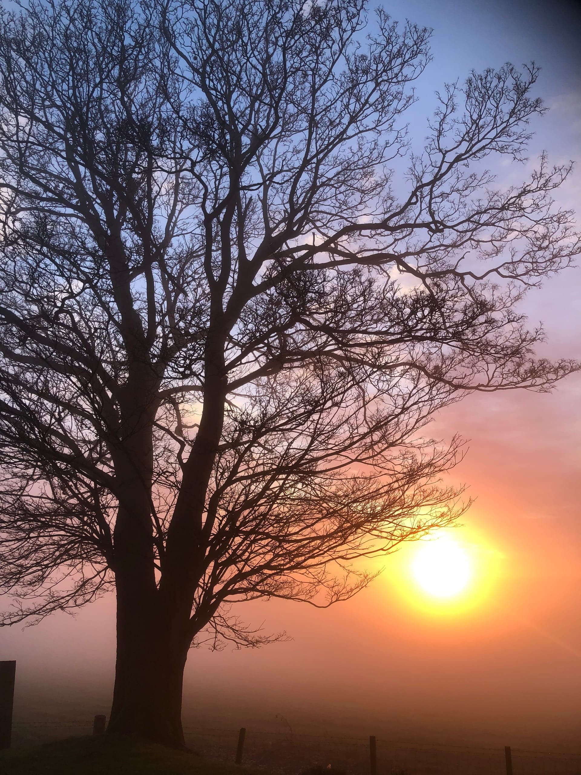 Sunset through the trees at The Hermitage
