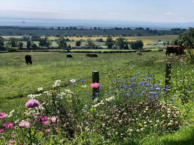 Summer wildflowers in the meadow