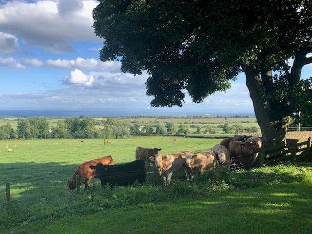 Ponies sheltering under the tree