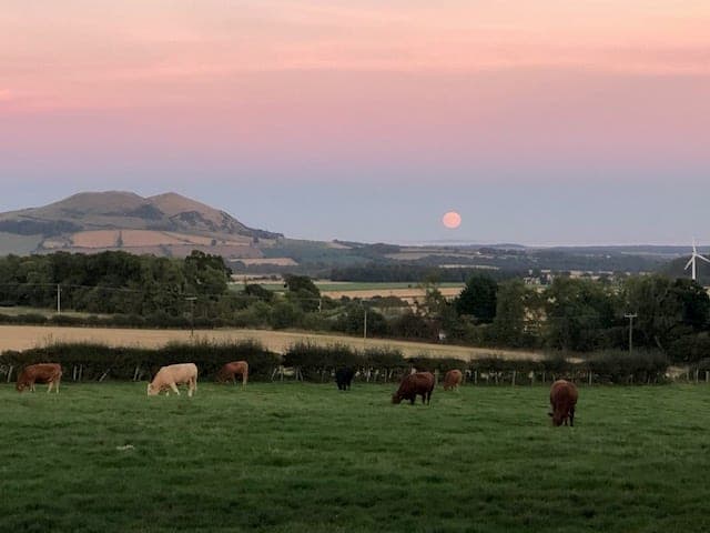 Dusk over the grazing fields