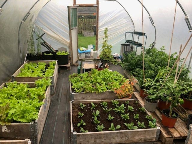 The kitchen garden in the polytunnel